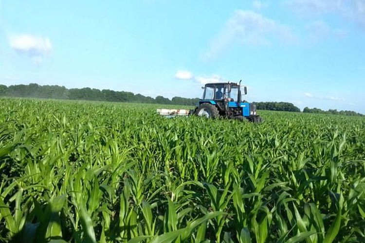 Щодо обробітку посівів кукурудзи