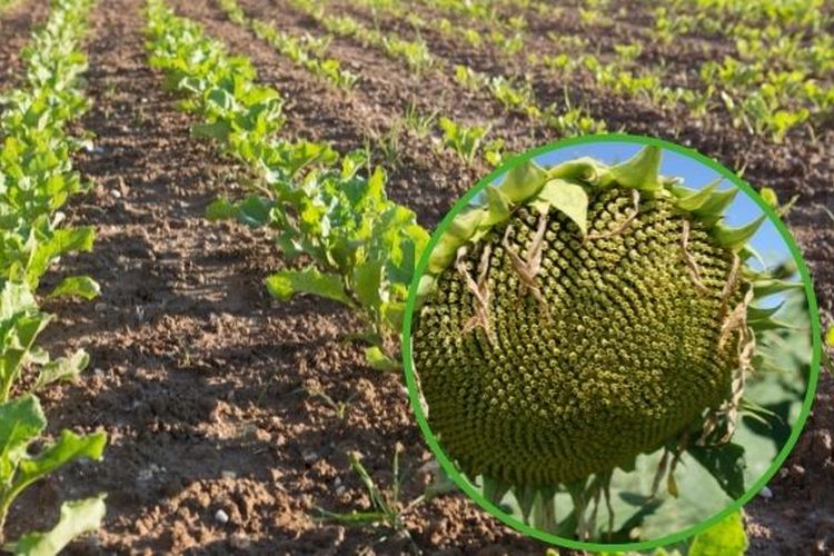 Про внесення засобів захисту рослин на посівах соняшника
